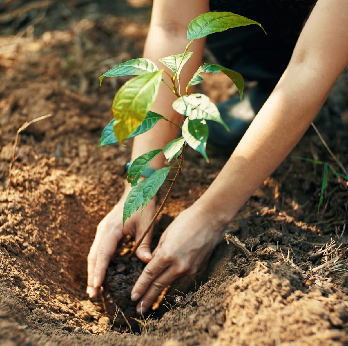 TCS Global CSR Policy